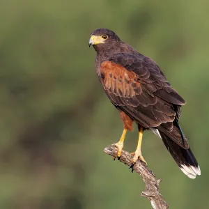 Harris's Hawk Print, Adult Bird in Flight Harris's Hawk Print, Adult Bird in Flight