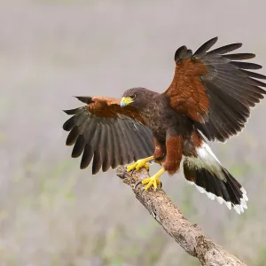 Harris's Hawk Print, Adult Harris's Hawk Print, Adult