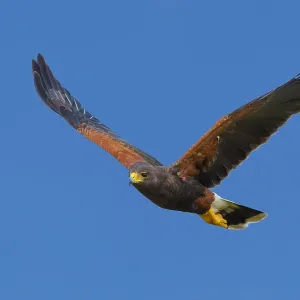 Harris's Hawk Print, Adult Harris's Hawk Print, Adult