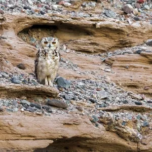 Woestijnoehoe, Pharaoh-Eule, Bubo ascalaphus ascalaphus Woestijnoehoe, Pharaoh-Eule, Bubo ascalaphus ascalaphus