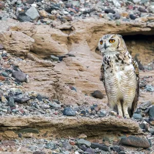 Woestijnoehoe, Pharaoh-Eule, Bubo ascalaphus ascalaphus Woestijnoehoe, Pharaoh-Eule, Bubo ascalaphus ascalaphus