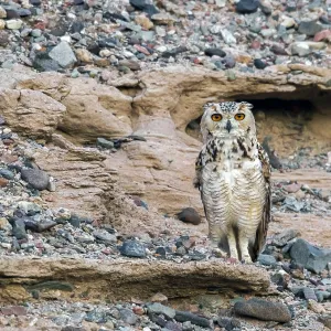 Wüstenohreule, Pharao-Eulenbussard, Bubo ascalaphus ascalaphus Wüstenohreule, Pharao-Eulenbussard, Bubo ascalaphus ascalaphus