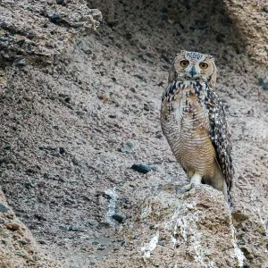 Woestijnoehoe, Pharaoh Eagle-Owl, Bubo ascalaphus ascalaphus Woestijnoehoe, Pharaoh Eagle-Owl, Bubo ascalaphus ascalaphus