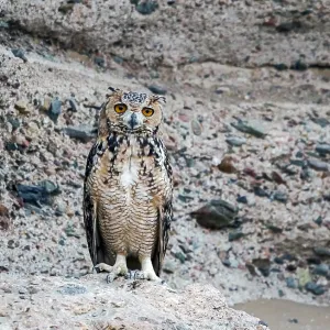 Wüstenohr-Eule, Pharao-Sperber, Bubo ascalaphus ascalaphus Wüstenohr-Eule, Pharao-Sperber, Bubo ascalaphus ascalaphus