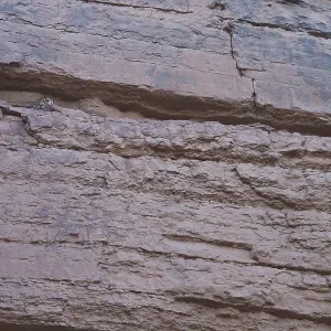 Wüstenohr-Eule, Pharao-Sperber, Bubo ascalaphus Wüstenohr-Eule, Pharao-Sperber, Bubo ascalaphus