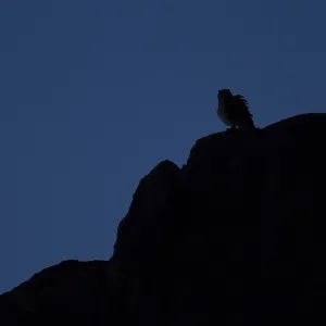 Woestijnoehoe, Pharao-Aalenotter, Bubo ascalaphus Woestijnoehoe, Pharao-Aalenotter, Bubo ascalaphus