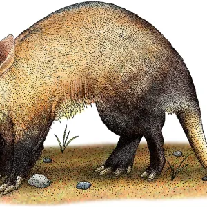 Aardvark Print Aardvark Print