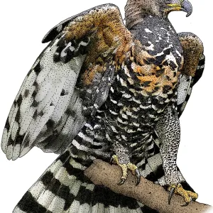 African Crowned Eagle Print African Crowned Eagle Print