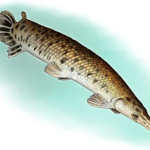 Alligator Gar