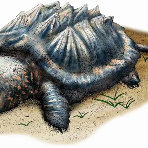 Alligator Snapping Turtle Print Alligator Snapping Turtle Print