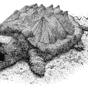 Alligator Snapping Turtle Print Alligator Snapping Turtle Print