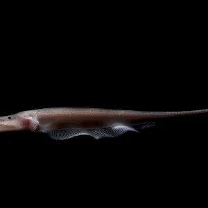 Amazon River Print - Deep-Water Knife Fish Amazon River Print - Deep-Water Knife Fish