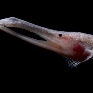 Deep-water Amazon River fish print Deep-water Amazon River fish print