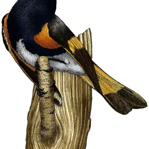 American Redstart Print - Colorized pen and ink illustration American Redstart Print - Colorized pen and ink illustration