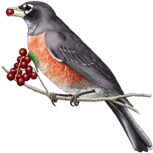 American Robin Print, Turdus migratorius American Robin Print, Turdus migratorius