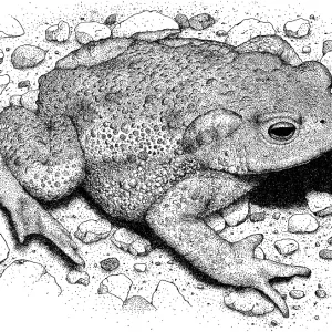 American Toad Pen and Ink Print American Toad Pen and Ink Print