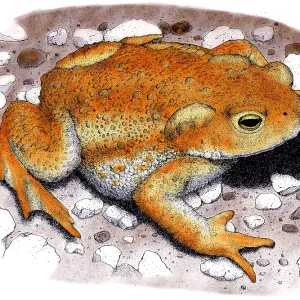 American Toad Colorized Pen and Ink Print American Toad Colorized Pen and Ink Print