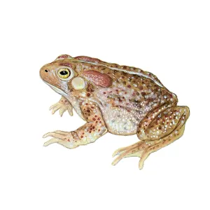 American Toad Print American Toad Print