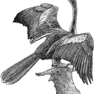 Anhinga Pen and Ink Print Anhinga Pen and Ink Print