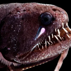 Threadfin Dragonfish Print: A Bioluminescent Lure Threadfin Dragonfish Print: A Bioluminescent Lure