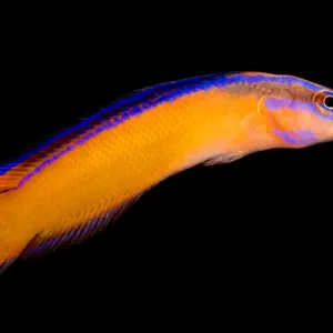 Arabischer Pseudochromis