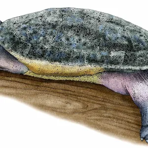 Arrau River Turtle Print Arrau River Turtle Print