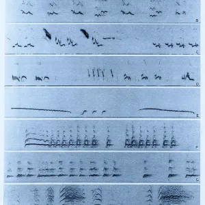 Spectrogrammi Audio Spectrogrammi Audio