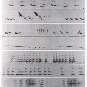 Spectrogrammi audio Spectrogrammi audio