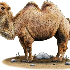 Bactrian Camel Print Bactrian Camel Print