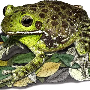 Bärlauch-Frosch