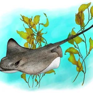 Walrohraugenfisch Walrohraugenfisch