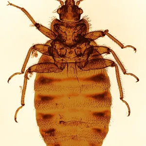 Bedbug Print, Color Enhanced Light Micrograph