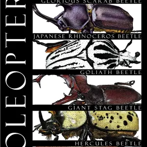 Beetle Print Collection Beetle Print Collection