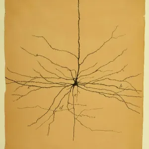 Cajal's Print of a Pyramidal Cell in the Cerebral Cortex Cajal's Print of a Pyramidal Cell in the Cerebral Cortex