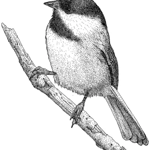 Black-Capped Chickadee Print Black-Capped Chickadee Print