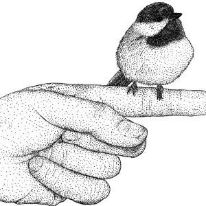 Black-capped Chickadee Print: Pen and Ink Illustration Black-capped Chickadee Print: Pen and Ink Illustration