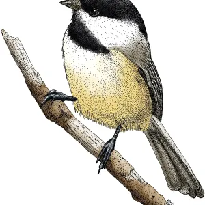 Mésange à tête noire. Mésange à tête noire.