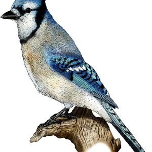 Blue Jay Print - Cyanocitta cristata Illustration Blue Jay Print - Cyanocitta cristata Illustration