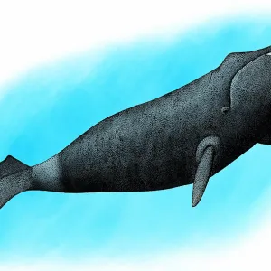 Bowhead Whale Print Bowhead Whale Print