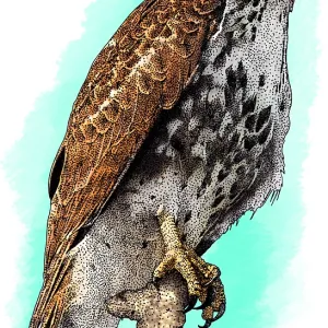 Broad-Winged Hawk Print Broad-Winged Hawk Print