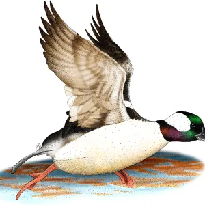 Bufflehead Drake Print Bufflehead Drake Print