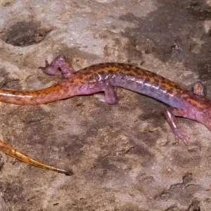 Cave Salamander Print Cave Salamander Print