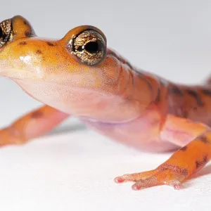 Cave Salamander Print Cave Salamander Print
