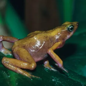 Cayenne Harlequin Toad Print (Atelopus flavescens) Cayenne Harlequin Toad Print (Atelopus flavescens)
