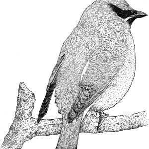 Cedar Waxwing Pen and Ink Print