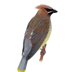 Cedar Waxwing Print