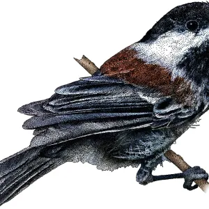 Chestnut Backed Chickadee Print Chestnut Backed Chickadee Print