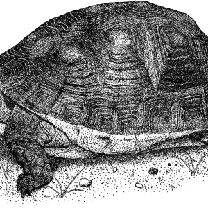 Chinese Box Turtle Print Chinese Box Turtle Print