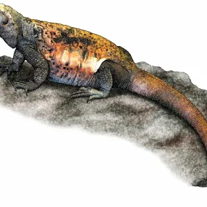 Chuckwalla-Eidechse