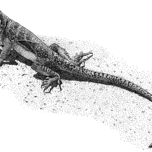 Collared Lizard Print - Pen and Ink Illustration